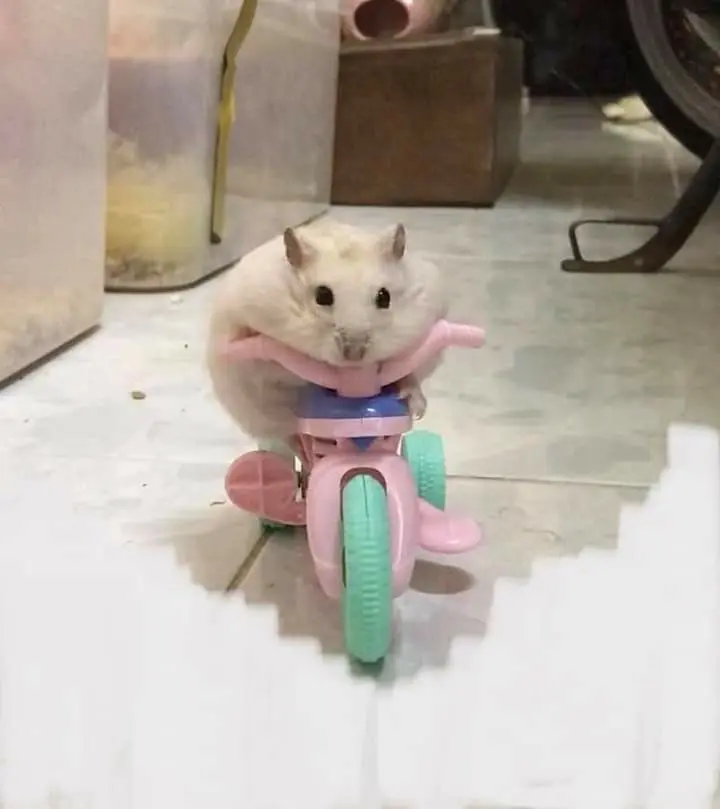 Hamster meme lái xe đẹp độc đáo và hài hước