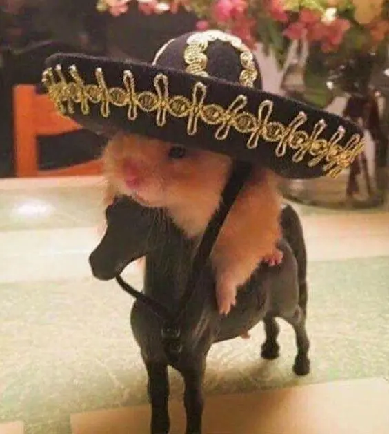 Hamster meme cao bồi hài hước