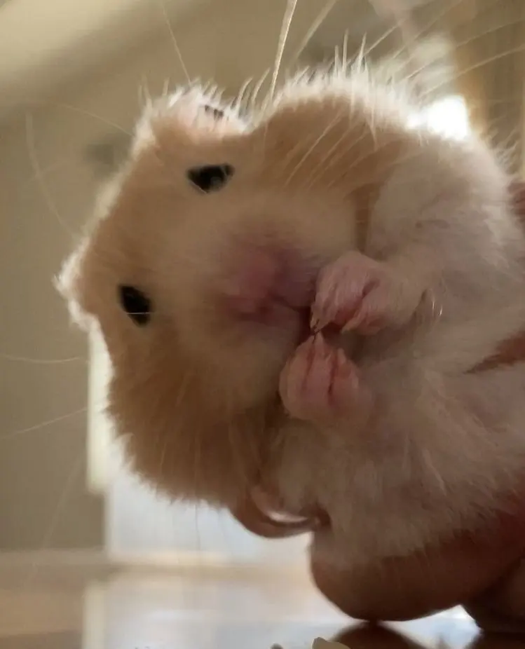 Hamster meme với biểu cảm đáng yêu ngộ nghĩnh