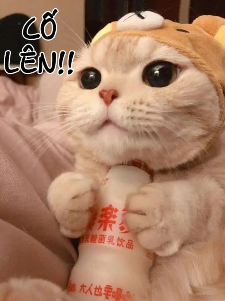 Meme an ủi với thông điệp tích cực