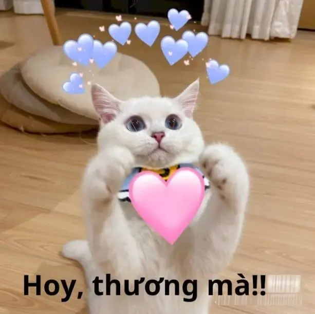 Meme an ủi hài hước giúp xua tan nỗi buồn