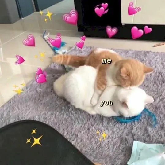 Meme an ủi lan truyền tích cực trên mạng xã hội