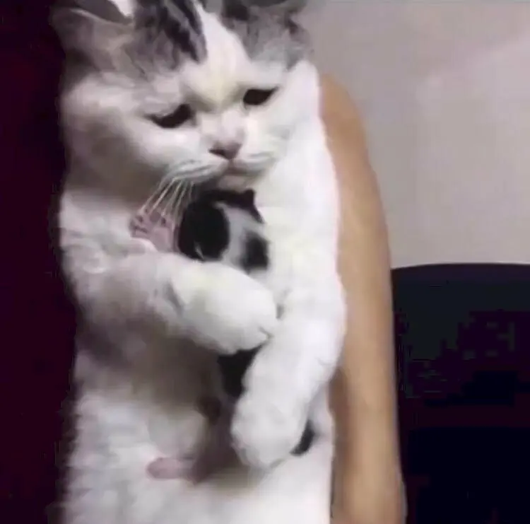 Meme an ủi mang lại tiếng cười và niềm vui