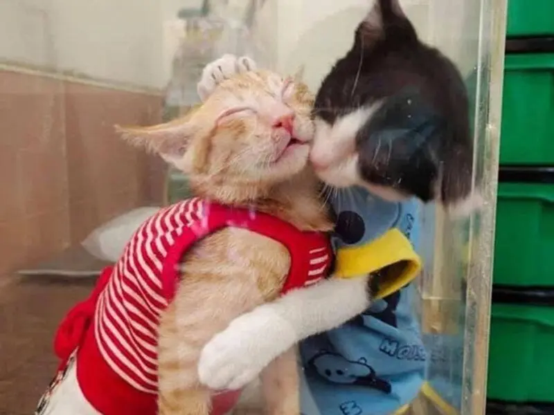 Meme an ủi giúp bạn cảm thấy dễ chịu