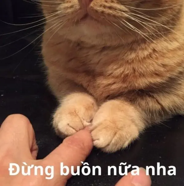 Meme an ủi với các câu nói động viên