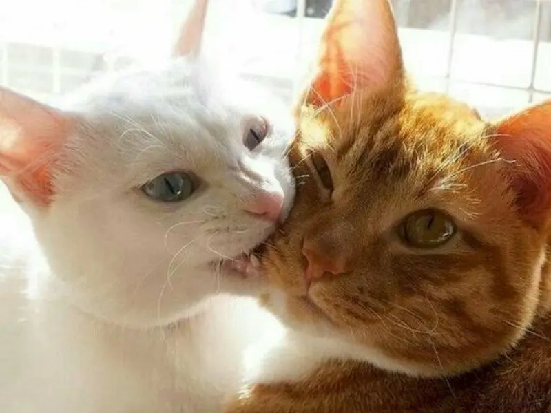 Meme an ủi giúp xoa dịu tâm trạng mỗi ngày