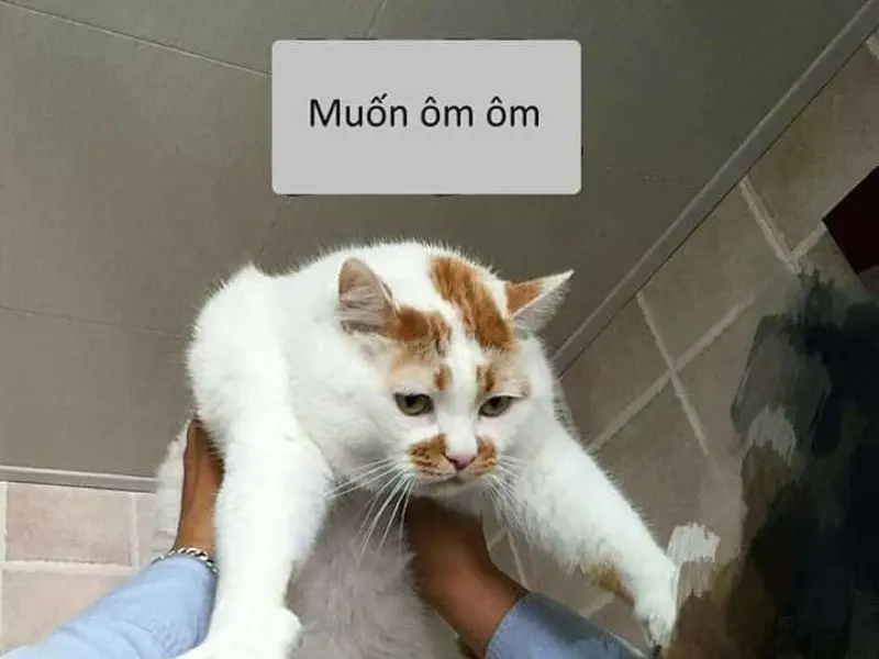 Meme mèo an ủi muốn được ôm