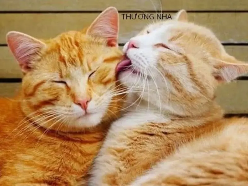 Meme an ủi cute và dễ thương