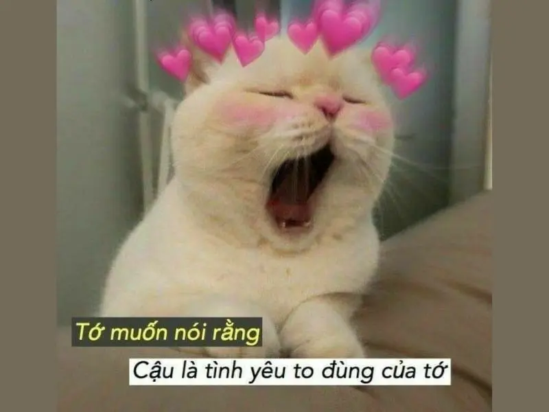 Meme an ủi hài hước giúp giảm căng thẳng