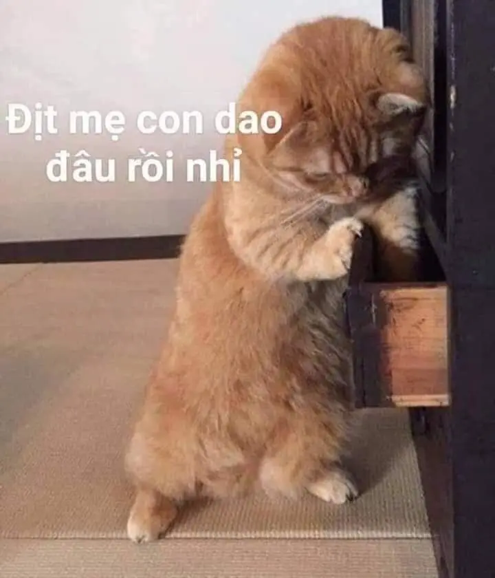 Meme chửi người nổi bật với biểu cảm hài hước