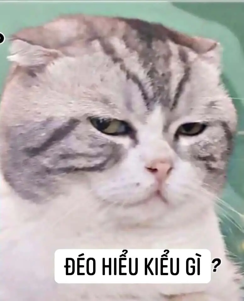 Meme chửi người với các câu từ độc đáo