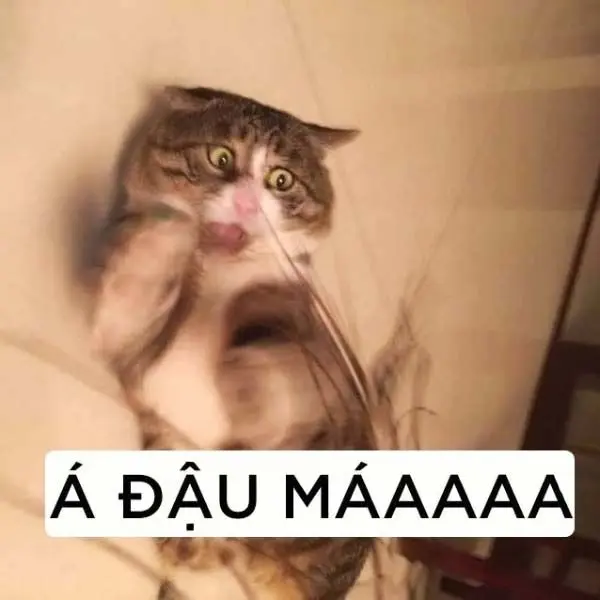 Meme chửi thuê nổi bật và hài hước