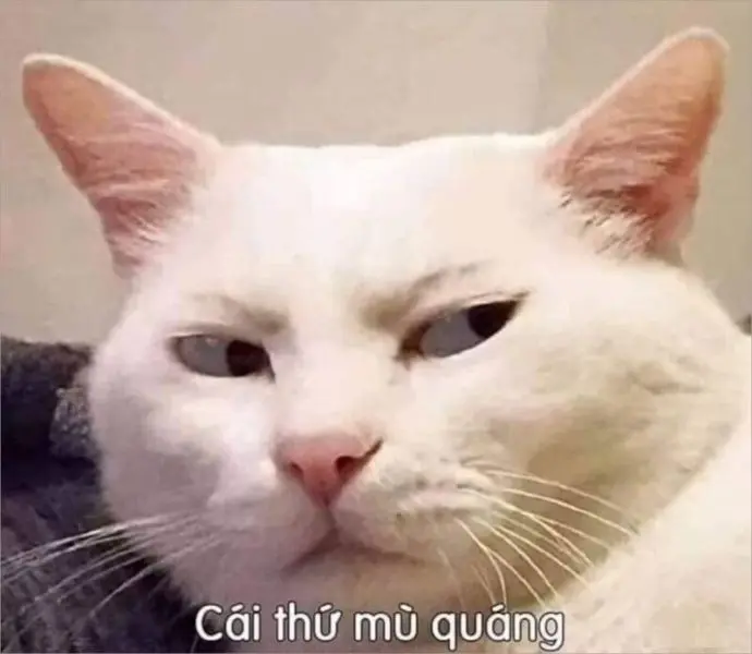Meme chửi người thú vị và dễ hiểu