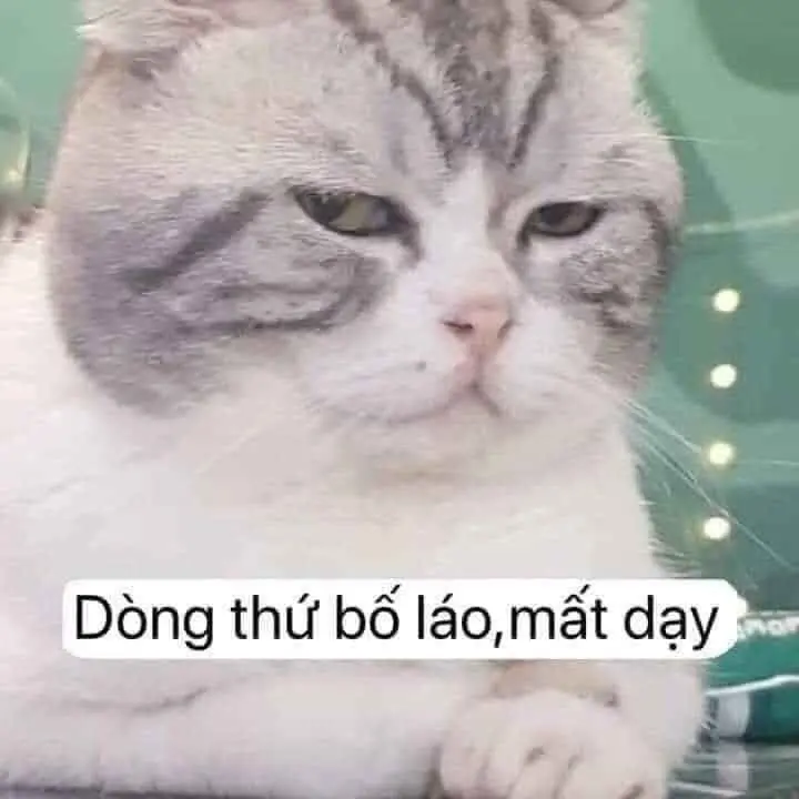 Meme chửi thuê hài hước và sâu sắc