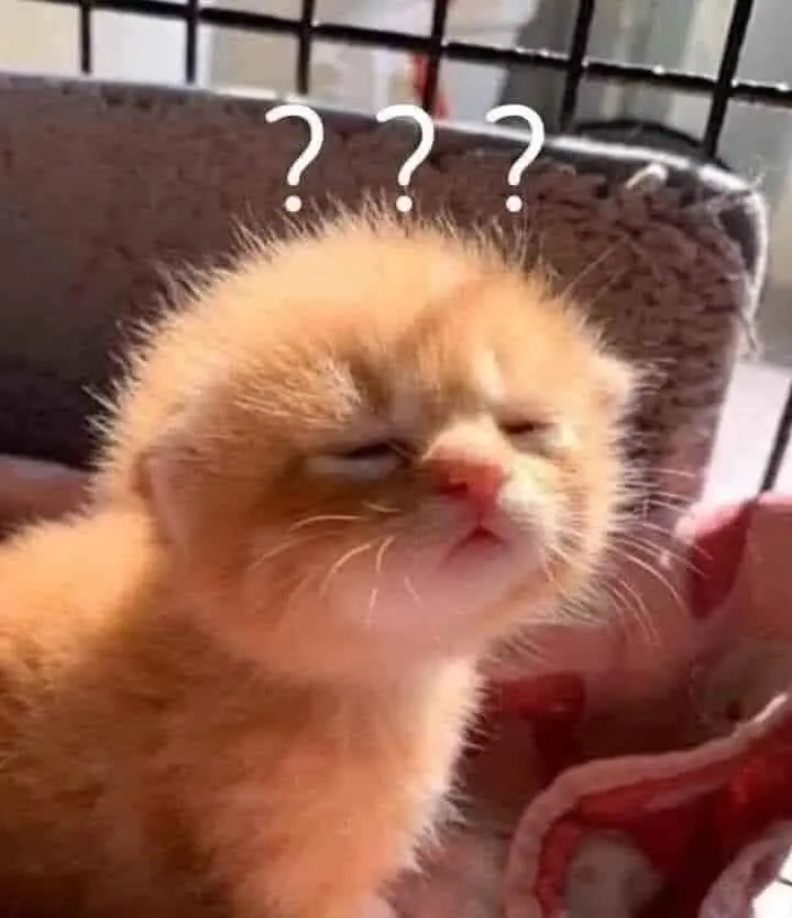 Meme không hiểu mang lại tiếng cười cho người xem