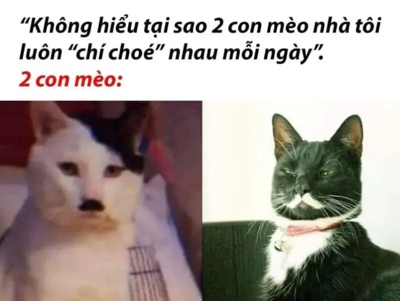 Meme không hiểu tạo cảm giác lúng túng