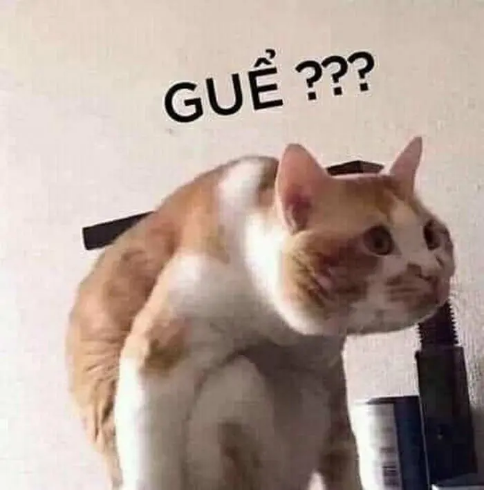 Meme không hiểu với biểu cảm không biết phải làm gì