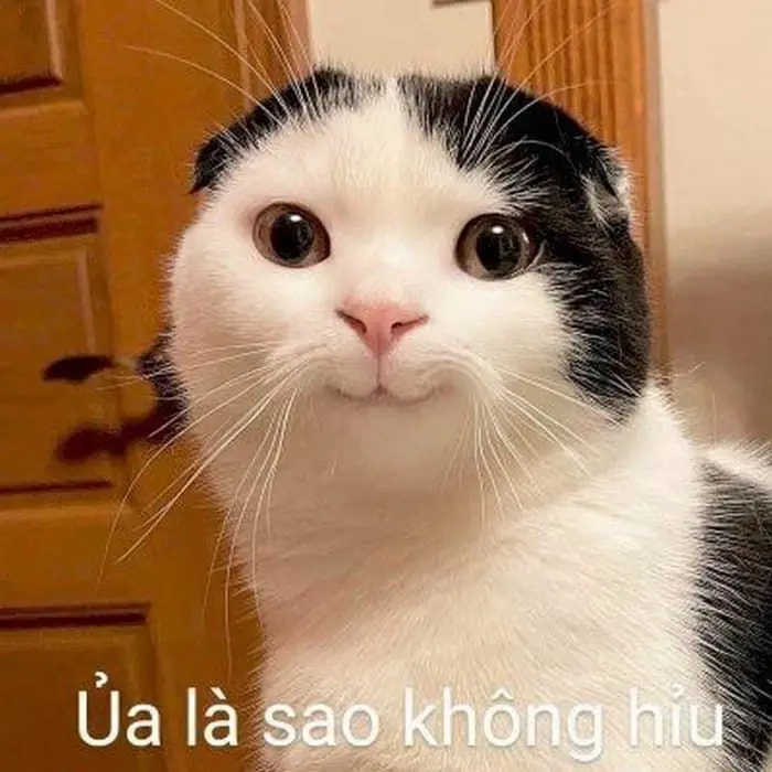 Meme không hiểu trong khoảnh khắc lúng túng