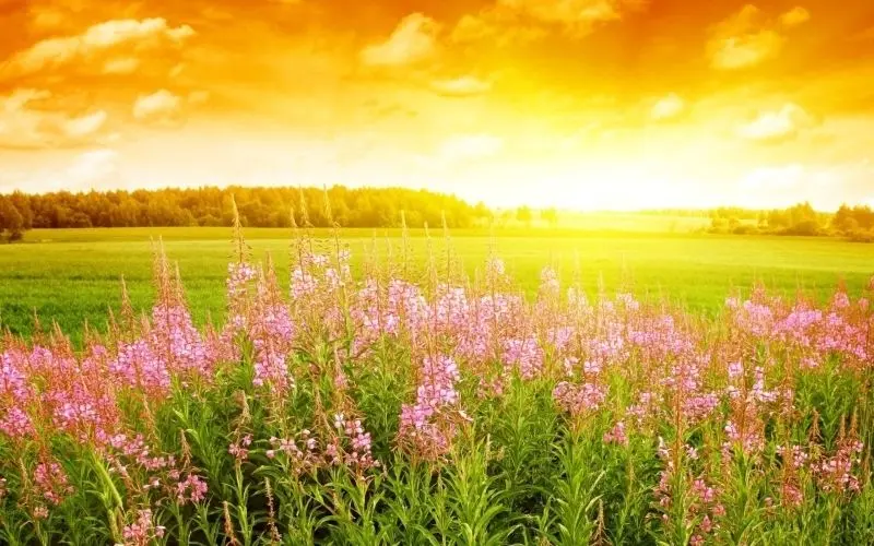 Hình ảnh vàng thiên nhiên giúp bạn cảm nhận sự bình yên Hình ảnh vàng thiên nhiên giúp bạn cảm nhận sự bình yên