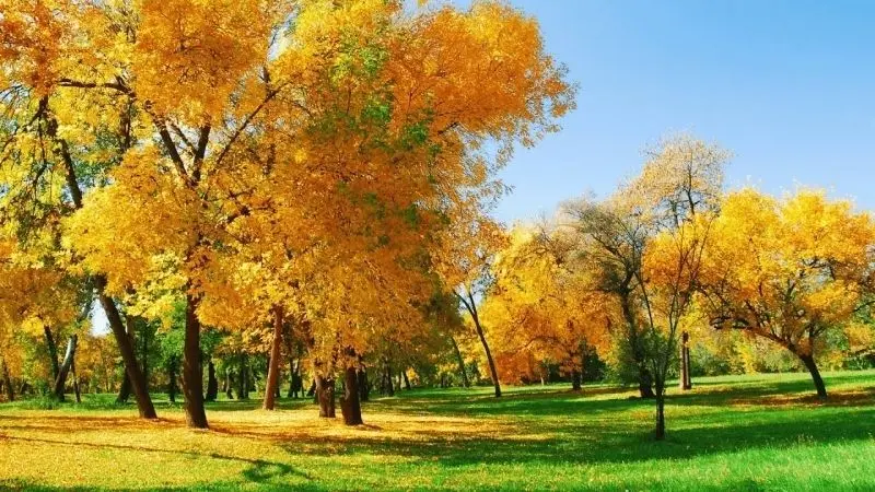 Ảnh vàng thiên nhiên tươi sáng làm bừng sáng không gian Ảnh vàng thiên nhiên tươi sáng làm bừng sáng không gian