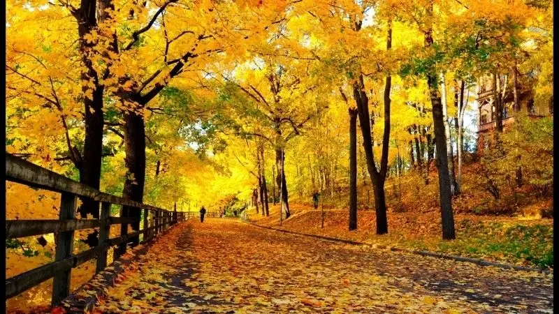 Hình ảnh vàng thiên nhiên giúp thư giãn tâm hồn Hình ảnh vàng thiên nhiên giúp thư giãn tâm hồn