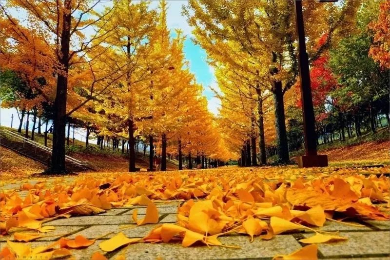 Ảnh vàng thiên nhiên mang đến cảm giác hòa mình vào thiên nhiên Ảnh vàng thiên nhiên mang đến cảm giác hòa mình vào thiên nhiên