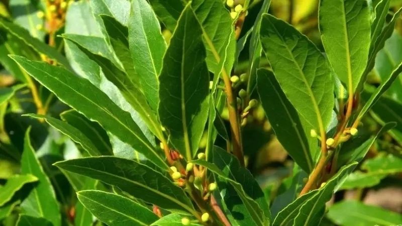 Khám phá những ảnh lá nguyệt quế đầy cuốn hút Khám phá những ảnh lá nguyệt quế đầy cuốn hút
