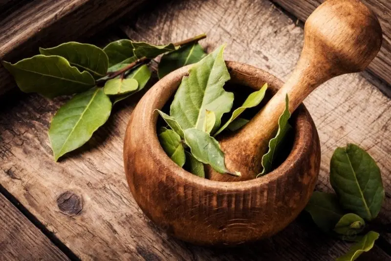 Ảnh lá nguyệt quế tượng trưng cho sự hòa hợp Ảnh lá nguyệt quế tượng trưng cho sự hòa hợp