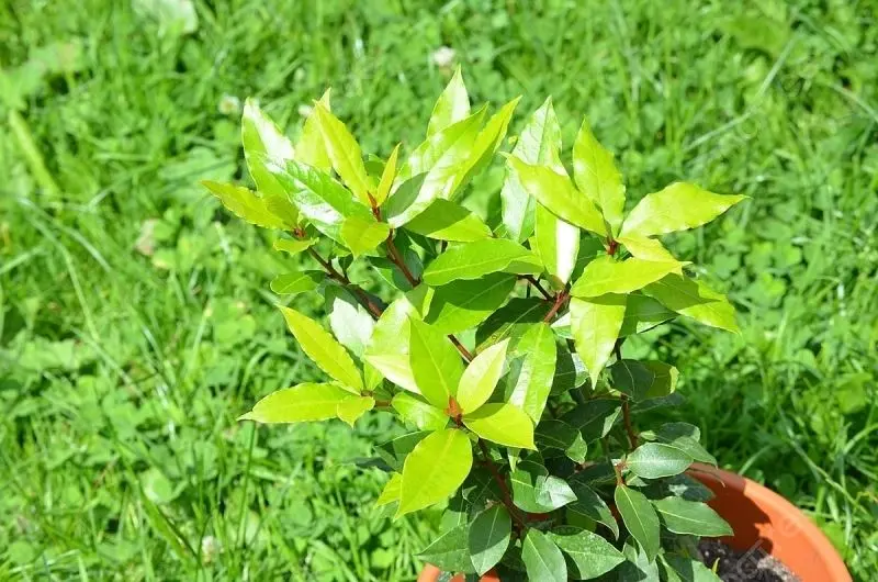Ảnh lá nguyệt quế tinh tế và mang giá trị thẩm mỹ Ảnh lá nguyệt quế tinh tế và mang giá trị thẩm mỹ