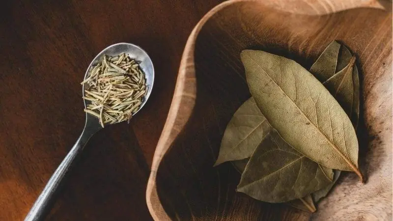 Ảnh lá nguyệt quế là nguồn cảm hứng bất tận Ảnh lá nguyệt quế là nguồn cảm hứng bất tận