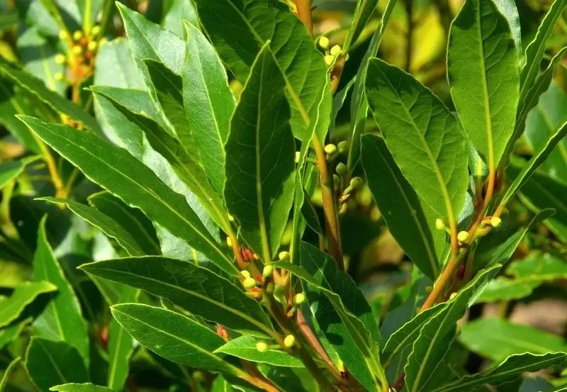 Ảnh lá nguyệt quế thể hiện sự thanh lịch và quý phái Ảnh lá nguyệt quế thể hiện sự thanh lịch và quý phái