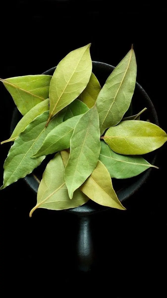 Ảnh lá nguyệt quế đa dạng phù hợp nhiều chủ đề Ảnh lá nguyệt quế đa dạng phù hợp nhiều chủ đề