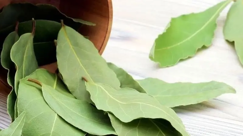 Hình ảnh lá nguyệt quế đa dạng phong cách Hình ảnh lá nguyệt quế đa dạng phong cách