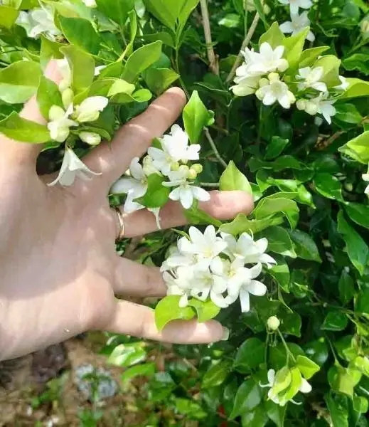 Bộ ảnh lá nguyệt quế đa dạng cho mọi thiết kế Bộ ảnh lá nguyệt quế đa dạng cho mọi thiết kế