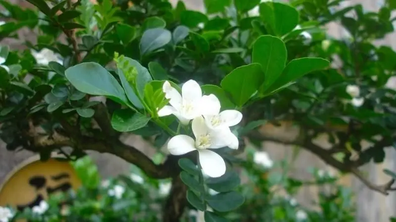 Hình ảnh lá nguyệt quế đa dạng mang lại cảm giác mới mẻ Hình ảnh lá nguyệt quế đa dạng mang lại cảm giác mới mẻ