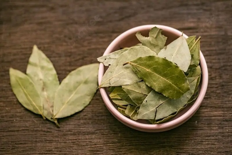 Hình ảnh lá nguyệt quế đa dạng mang lại vẻ đẹp tự nhiên Hình ảnh lá nguyệt quế đa dạng mang lại vẻ đẹp tự nhiên