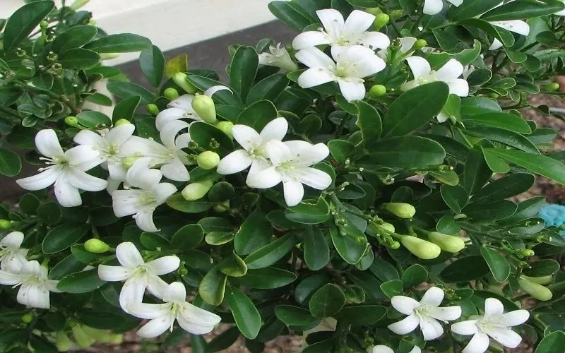 Khám phá những ảnh lá nguyệt quế đa dạng và ý nghĩa Khám phá những ảnh lá nguyệt quế đa dạng và ý nghĩa
