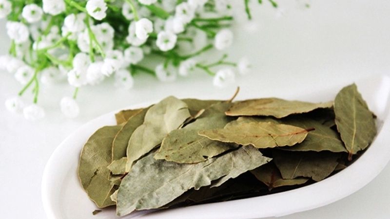 Ảnh lá nguyệt quế đa dạng thể hiện sự tinh tế Ảnh lá nguyệt quế đa dạng thể hiện sự tinh tế
