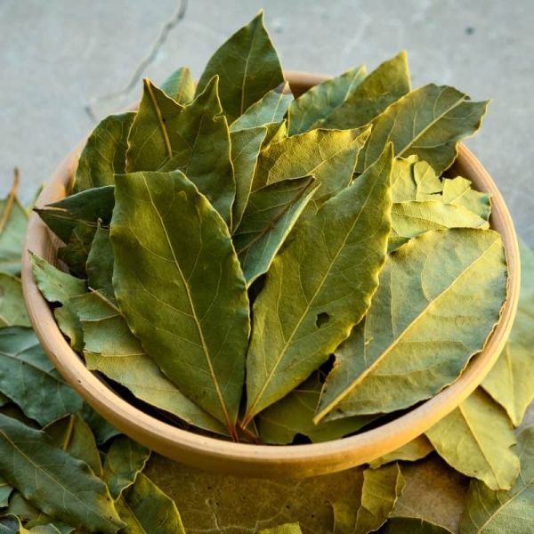 Hình ảnh lá nguyệt quế đa dạng luôn được yêu thích Hình ảnh lá nguyệt quế đa dạng luôn được yêu thích