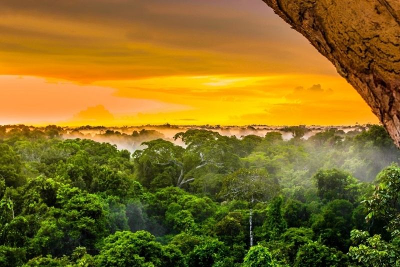 Ảnh rừng cây độc đáo dành cho người yêu thiên nhiên