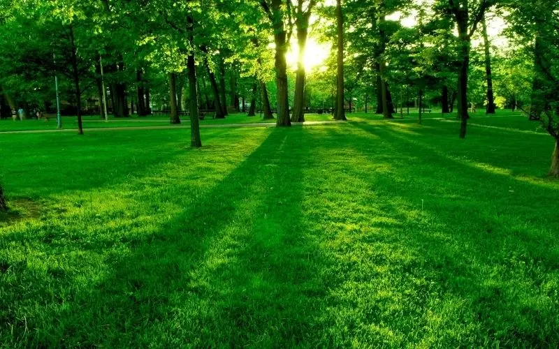 Ảnh rừng cây xanh rợp bóng mát yên bình