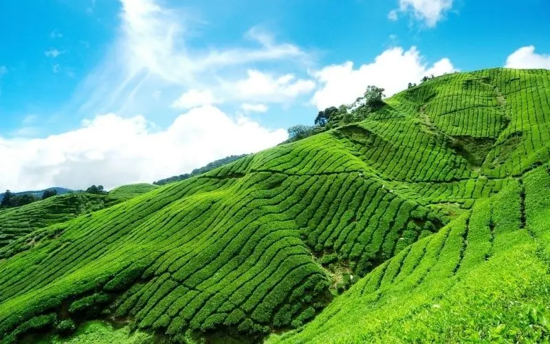 Ảnh rừng núi xanh mát với cảnh đẹp hùng vĩ