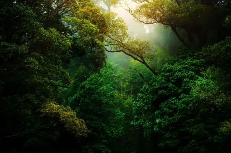 Hình ảnh rừng cây tươi tốt làm dịu tâm hồn