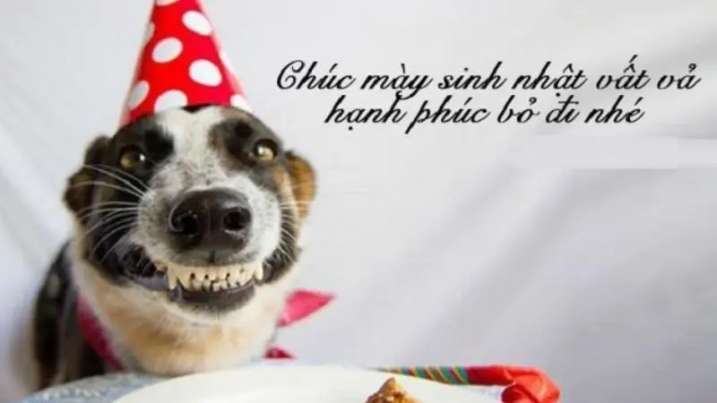 Ảnh chúc mừng sinh nhật hài hước với biểu cảm siêu bựa