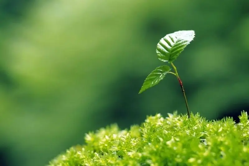 Khám phá vẻ đẹp thanh thoát qua ảnh cây xanh Khám phá vẻ đẹp thanh thoát qua ảnh cây xanh