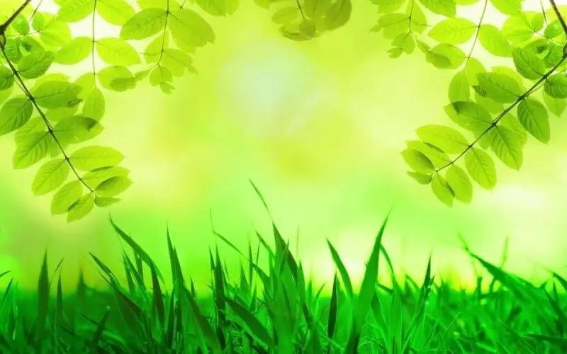 Vẻ đẹp dịu dàng từ ảnh cây xanh tự nhiên Vẻ đẹp dịu dàng từ ảnh cây xanh tự nhiên