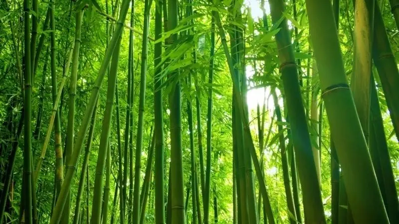 Khám phá vẻ đẹp nhẹ nhàng qua ảnh cây xanh Khám phá vẻ đẹp nhẹ nhàng qua ảnh cây xanh