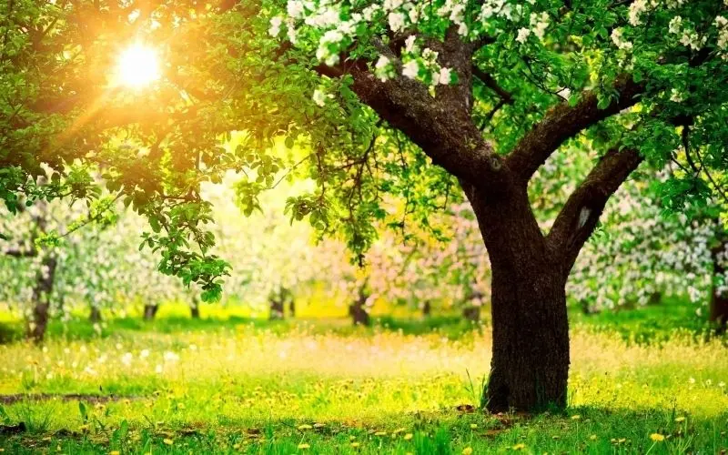 Ảnh cây xanh giúp nâng cao chất lượng cuộc sống Ảnh cây xanh giúp nâng cao chất lượng cuộc sống
