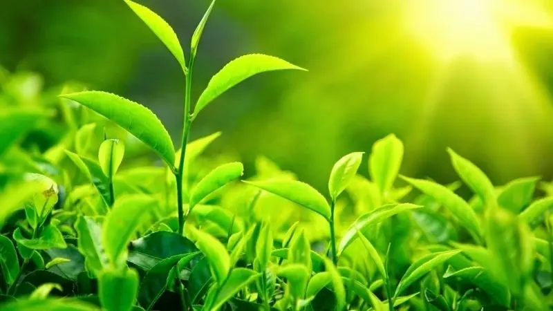 Lan tỏa sự tươi mới qua ảnh cây xanh đẹp Lan tỏa sự tươi mới qua ảnh cây xanh đẹp