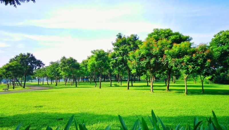 Thư giãn với những ảnh cây xanh tươi mát Thư giãn với những ảnh cây xanh tươi mát